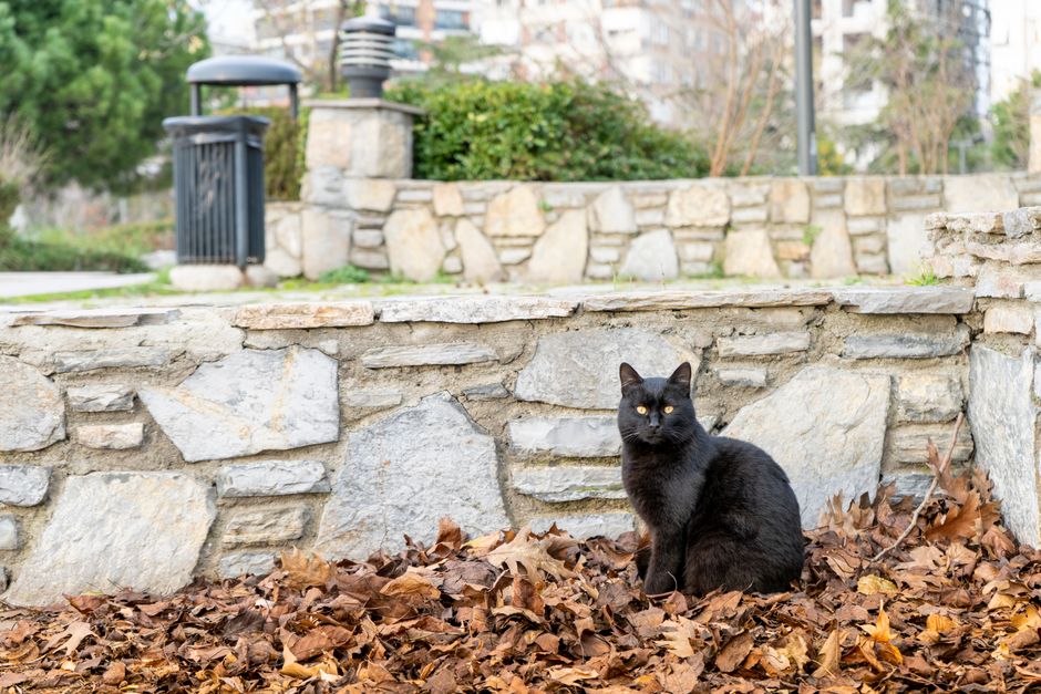 A black domestic cat with short, sleek fur and bright yellow eyes is positioned on a bed of fallen autumn leaves, which are mostly brown with some orange and yellow hues, at the base of a low stone wall. The wall is constructed from rough-hewn, irregularly shaped light grey and beige stones, with some flat stones forming the top edge. Behind the wall, a park setting is visible, showing a paved pathway, a black metal trash bin with a domed lid, and some green shrubbery and small trees. The background includes additional stone structures and blurred trees, indicating an outdoor urban park environment. The scene is evenly lit, highlighting the textures of the stones, leaves, and the cat's fur. This setting relates to waste management and rubbish clearance services, emphasizing the importance of clearing and maintaining outdoor communal areas, a core focus of Rubbish Clearance Catford.
